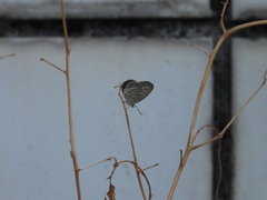 Pseudozizeeria maha okinawana
