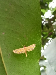 Eoophyla