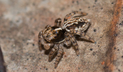 Maratus