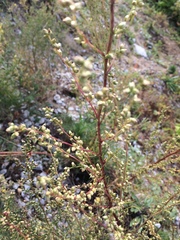 Artemisia scoparia