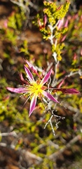 Calytrix longiflora