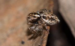 Maratus