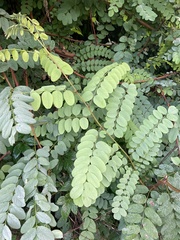 Robinia pseudoacacia