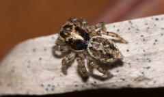 Maratus