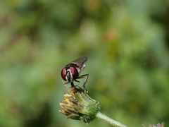 Melangyna viridiceps