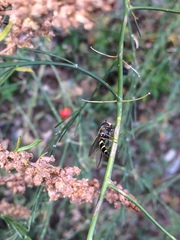 Dasysyrphus