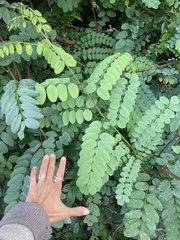 Robinia pseudoacacia