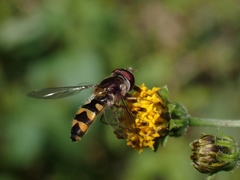 Melangyna viridiceps