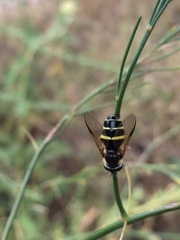 Dasysyrphus