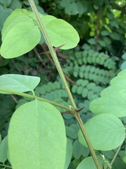 Robinia pseudoacacia