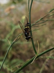 Dasysyrphus