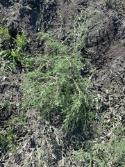 Salsola collina
