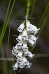 Epacris