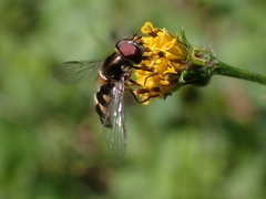 Melangyna viridiceps