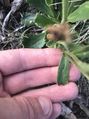 Brachyscome spathulata