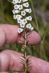 Epacris