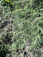 Salsola collina