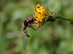 Melangyna viridiceps