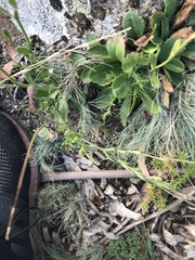 Brachyscome spathulata