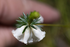 Epacris