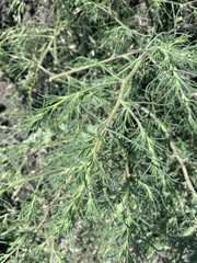 Salsola collina
