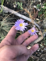 Brachyscome spathulata