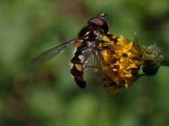 Melangyna viridiceps