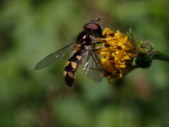 Melangyna viridiceps