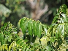 Swietenia macrophylla