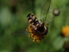 Melangyna viridiceps