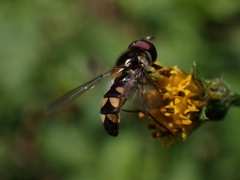 Melangyna viridiceps