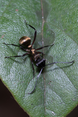 Polyrhachis rufifemur