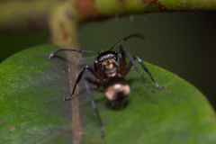 Polyrhachis rufifemur