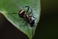 Polyrhachis rufifemur