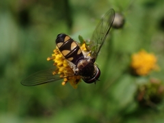 Melangyna viridiceps