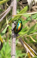 Chrysolina graminis