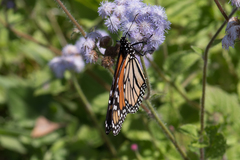 Danaus plexippus plexippus