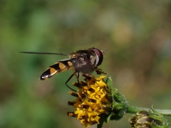 Melangyna viridiceps