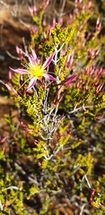 Calytrix longiflora