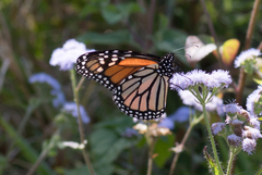 Danaus plexippus plexippus