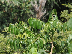 Swietenia macrophylla