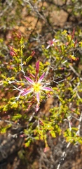 Calytrix longiflora