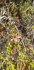 Calytrix longiflora