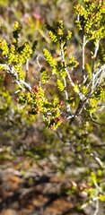 Calytrix longiflora