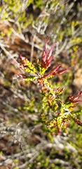 Calytrix longiflora