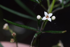 Zieria laxiflora