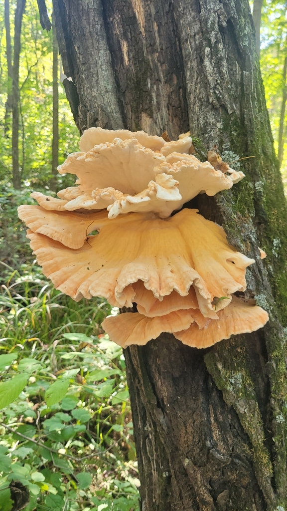 Laetiporus sulphureus · September 2022 · photo: © psmirnov (iNaturalist, cc-by)