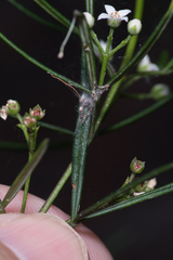 Zieria laxiflora