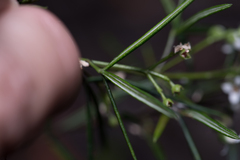 Zieria laxiflora