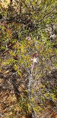 Calytrix longiflora